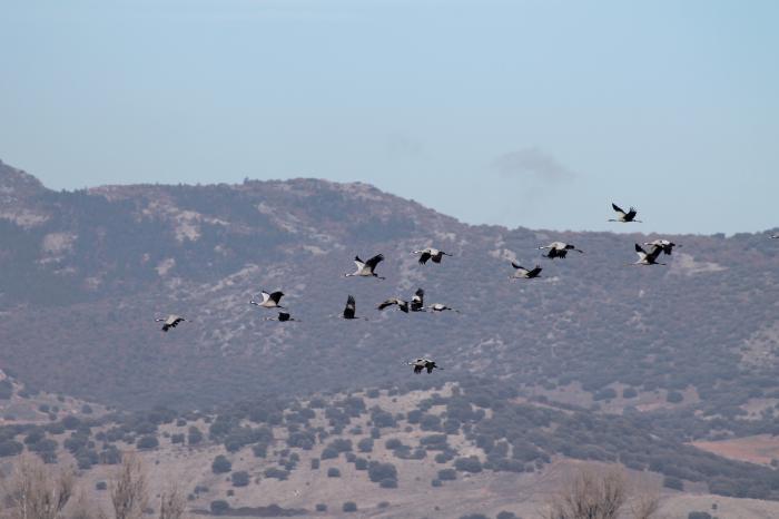 El Centro de Interpretación de la Reserva, ubicado en la carretera entre Bello y Tornos, lleva a cabo visitas guiadas gratuitas para conocer a estas aves migratorias.