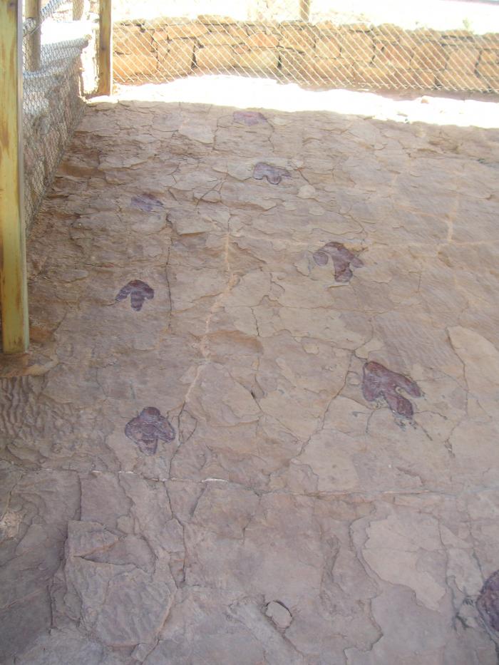Dos rastros de dinosaurios carnívoros caminando de forma paralela y diferente sentido se entrecruzan con otro rastro de dinosaurio terópodo (subparalelo) y otro de ornitópodo en diferente dirección.