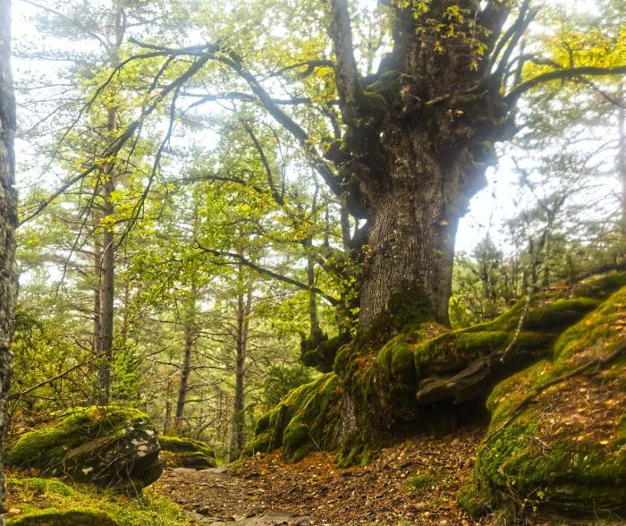 Un ejemplo de bosque maduro en Aragón.