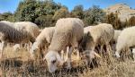 Más de un millón de cabezas de ovino recibirán la ayuda asociada de la PAC 