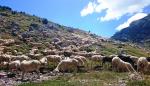 La eficiencia en la producción del ovino de Teruel, protagonista en la V Jornada Técnica organizada por el CITA en El Chantre