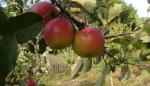 Los sabores y la recuperación de las variedades de fruta de montaña, dos propuestas del CITA en el II Congreso “Hecho en los Pirineos”