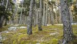 El bosque de pino negro más meridional de Europa es estudiado y protegido por el Gobierno de Aragón