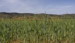 El Gobierno de Aragón mejora el acceso a los seguros agrarios de los agricultores jóvenes