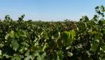 La inversión en I+D+i en riego inteligente permite obtener vinos de mayor calidad