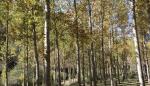 Aragón celebra este fin de semana el Día Internacional de los Bosques y el Día Mundial del Agua con actividades gratuitas en los Espacios Naturales Protegidos 