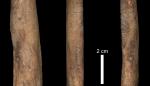 Descubren la primera evidencia de una patología en la pata delantera de un “dientes de sable’ procedente de la Alfambra en Teruel 