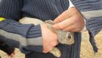 Nuevos métodos para poner solución a la sobrepoblación de conejos