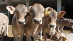 La Finca Experimental La Garcipollera del CITA y la empresa Virbac España SA firman un convenio de colaboración para mejorar el estado inmune de los terneros en explotaciones de vacuno de carne