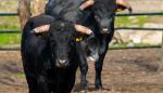 El Gobierno de Aragón concede a los ganaderos de vacuno de lidia 200.000 euros en ayudas