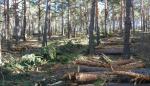 Aragón subasta 12 aprovechamientos maderables en montes propiedad de la comunidad y montes consorciados