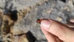 Una campaña de excavación descubre nuevas piezas de ámbar del yacimiento de Sant Just en Utrillas