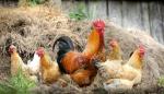 El Gobierno de Aragón establece medidas extraordinarias para prevenir la llegada de la gripe aviar