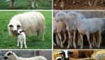 El CITA ha congelado 274 embriones de ovejas de razas autóctonas desde 2014