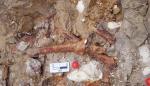 Fósiles de mamíferos a “un paso” de la ciudad de Teruel