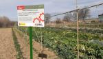 El CITA investiga sobre cómo orientar la promoción de las hortalizas de variedades tradicionales para ayudar a los productores a comercializarlas 