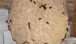 El Gobierno de Aragón desarrolla un Programa de actuación para la gestión, control y erradicación del avispón asiático 