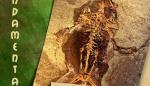 Fósiles de Libros (Teruel) protagonizan otro relevante avance metodológico en Paleontología