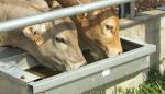 A partir de mañana podrán solicitarse las ayudas al almacenamiento de carnes de ovino, caprino y vacuno 