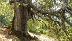 La protección de un árbol y una arboleda en Broto se someten a información pública