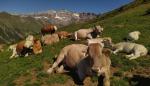 La ganadería y la agricultura de montaña pueden ayudar a mantener el paisaje y preservar la biodiversidad