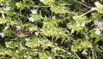 Ajedrea (S. montana), una de las especies de plantas aromáticas y medicinales preseleccionada para el cultivo en BIOVALOR