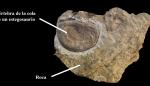 Una de las vértebras caudales de un dinosaurio estegosaurio procedente de Riodeva durante su proceso de extracción de la roca.
