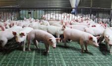 El proyecto persigue la reducción de amoníaco en granjas porcinas