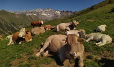 La ganadería y la agricultura de montaña pueden ayudar a mantener el paisaje y preservar la biodiversidad