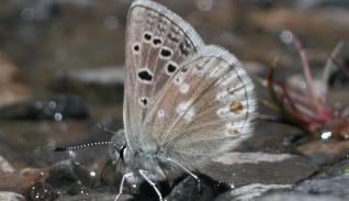 Ejemplar de 'Argiades glandon', mariposa representativa de los hábitats alpinos del Parque.