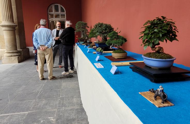 El patio del Museo de Zaragoza acoge una muestra de Bonsáis