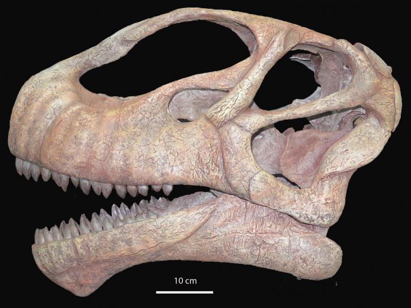 Nuevo proyecto de investigación sobre dinosaurios concedido al equipo de la  Fundación Dinópolis