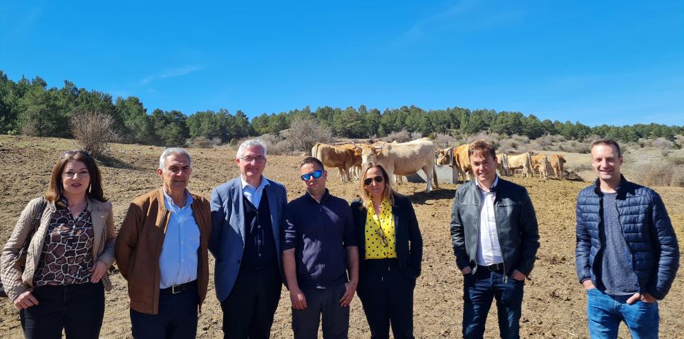 Visita a una explotación de ganado vacuno, de raza Pirenaica, en Cedrillas (Teruel).
