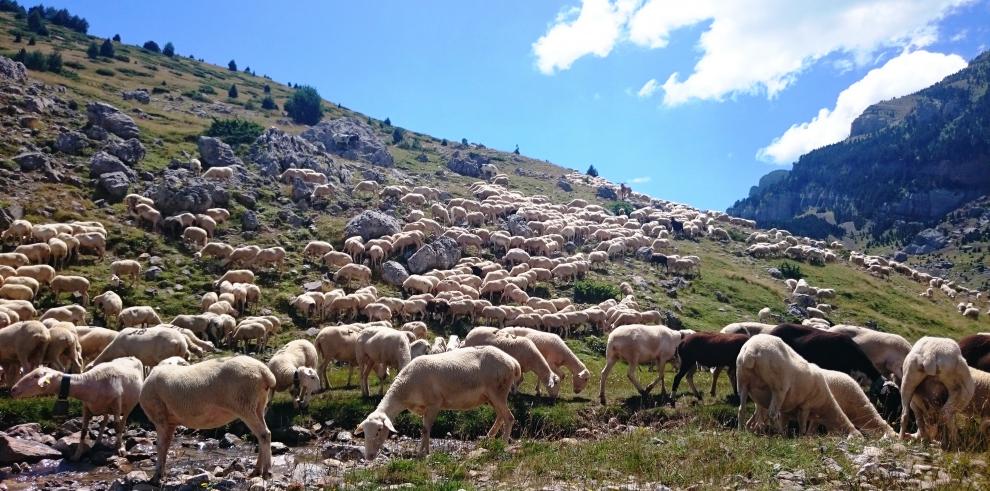 La eficiencia en la producción del ovino de Teruel, protagonista en la V Jornada Técnica organizada por el CITA en El Chantre