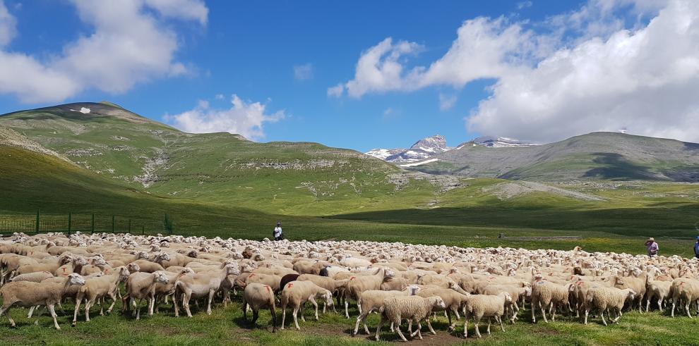 El Centenario de Ordesa y Monte Perdido homenajea a los pastores y ganaderos en la tradicional entrada del ganado al Parque Nacional por el puerto de Fanlo