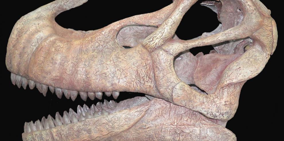 Nuevo proyecto de investigación sobre dinosaurios concedido al equipo de la  Fundación Dinópolis