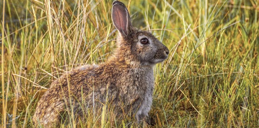 El 96% de los cotos con sobrepoblación de conejos han adoptado las medidas del decreto ley