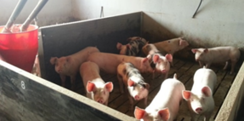 La certificación de calidad de la carne de cerdo importa a los consumidores amantes de la cocina en su intención de compra