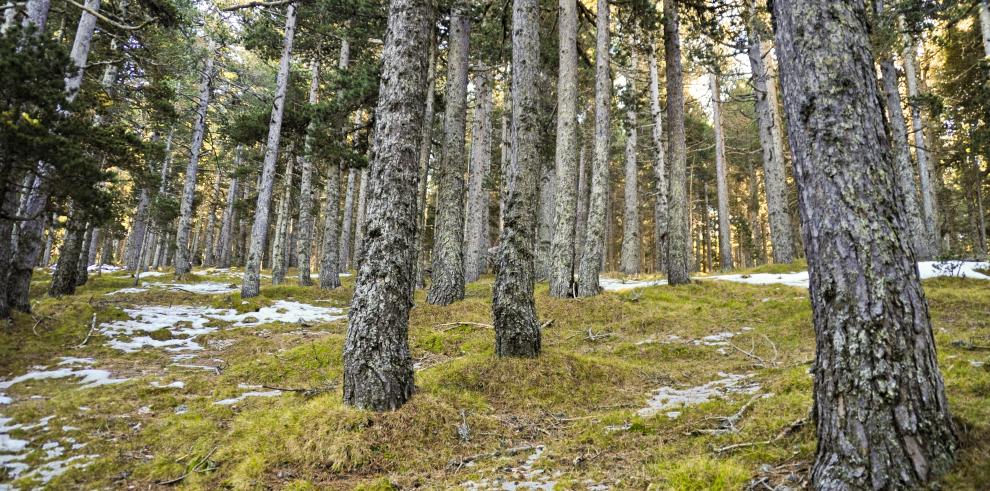 El bosque de pino negro más meridional de Europa es estudiado y protegido por el Gobierno de Aragón
