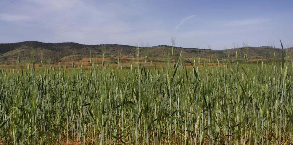 El Gobierno de Aragón mejora el acceso a los seguros agrarios de los agricultores jóvenes