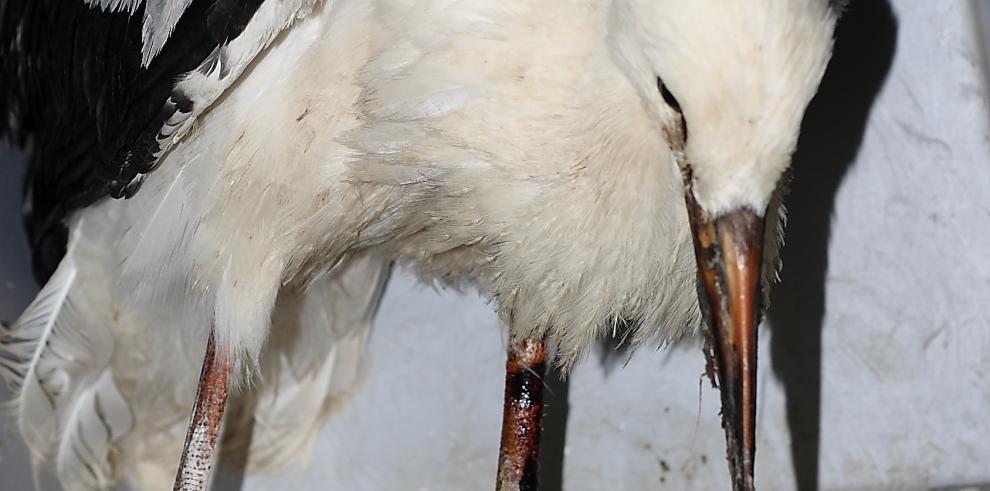 Rescatada una Cigüeña en Barbastro por los APNs  del Gobierno de Aragón con una pata amputada