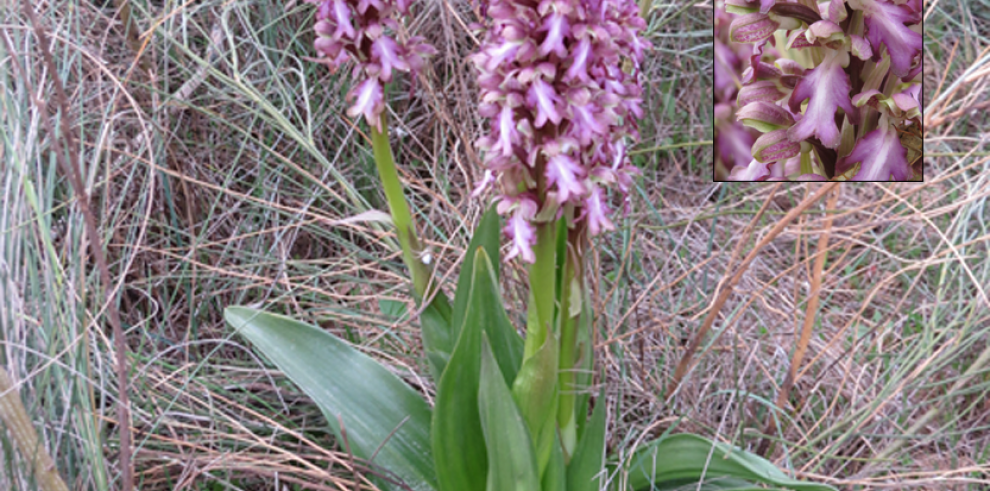 APNs del Gobierno de Aragón encuentran una nueva población de orquídea gigante, única de la región mediterránea