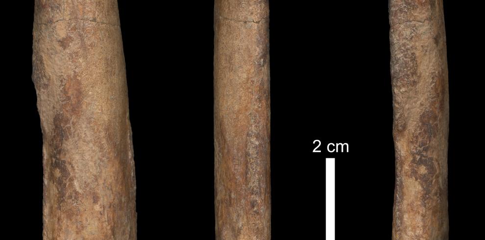 Descubren la primera evidencia de una patología en la pata delantera de un “dientes de sable’ procedente de la Alfambra en Teruel 