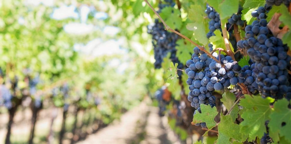 El Gobierno de Aragón publica una nueva convocatoria de subvenciones para la reestructuración y reconversión de viñedos