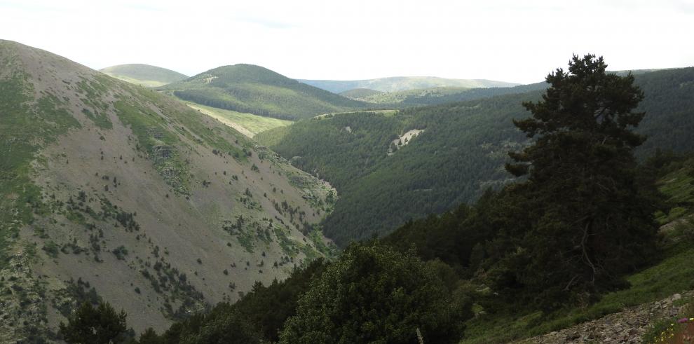 Aragón supera las 200.000 hectáreas forestales ordenadas