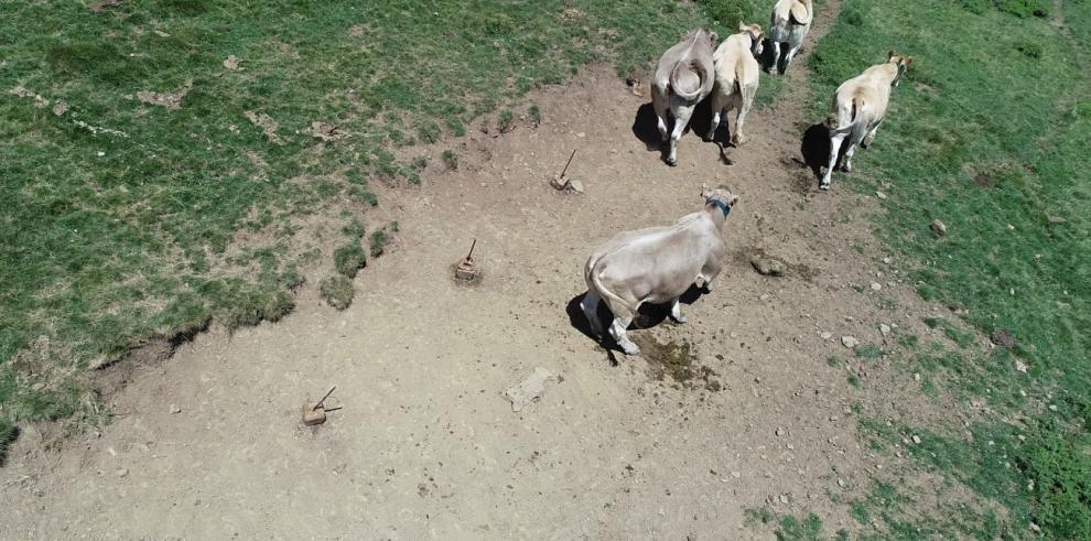 El CITA utiliza drones al servicio de la ganadería extensiva