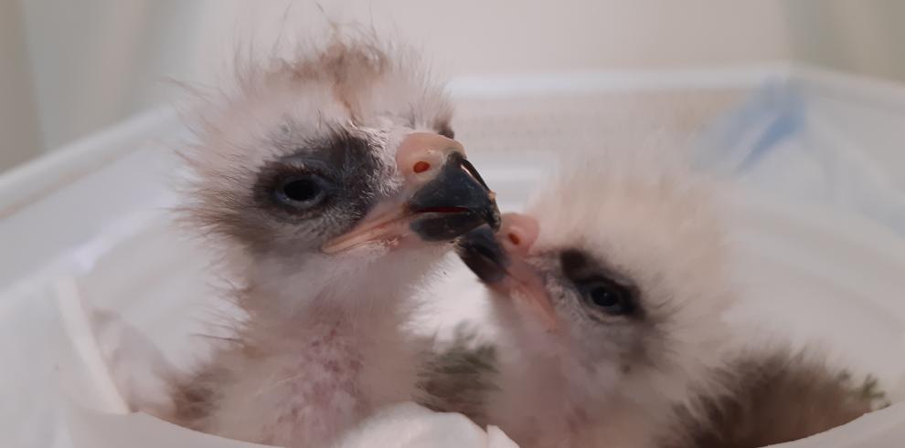 Nacen los primeros pollos de milano real en el Centro de Recuperación de Fauna Silvestre de la Alfranca