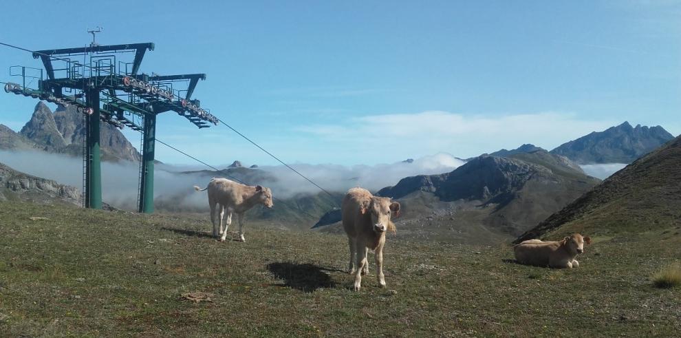 El CITA analiza la evolución de la ganadería del Pirineo en los últimos 30 años 