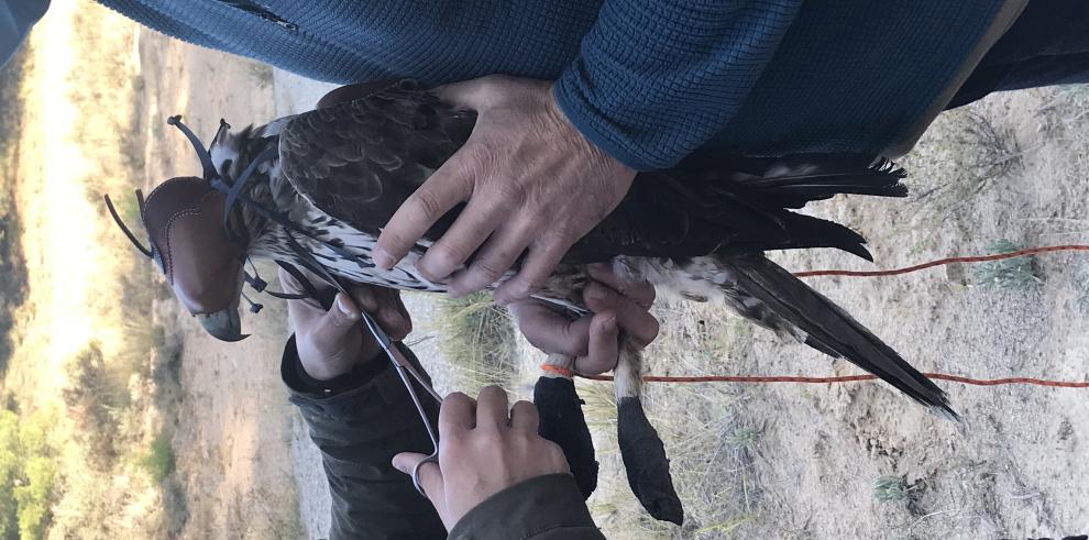 Gobierno de Aragón y Forestalia colaboran en la investigación y conservación del águila perdicera en Aragón 