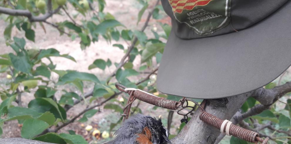 El Departamento de Agricultura denuncia la captura de aves protegidas con cepos en la zona del Moncayo